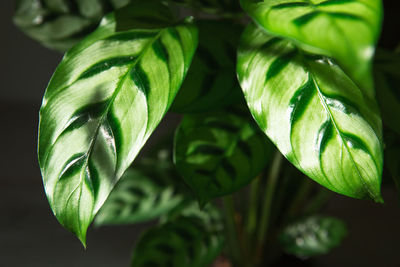 Calathea