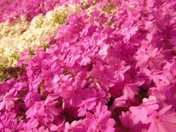 Close-up of pink cherry blossom