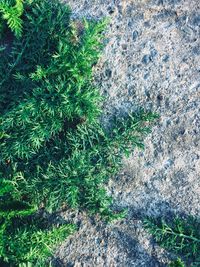 High angle view of trees growing on field