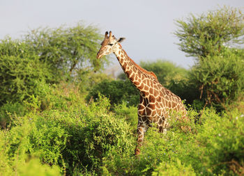 Masai-giraffe in tsavo east national park, kenya, africa