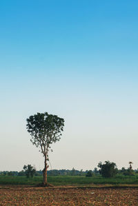 A prominent tree in the middle of the field