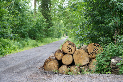 Stack of logs on road in forest