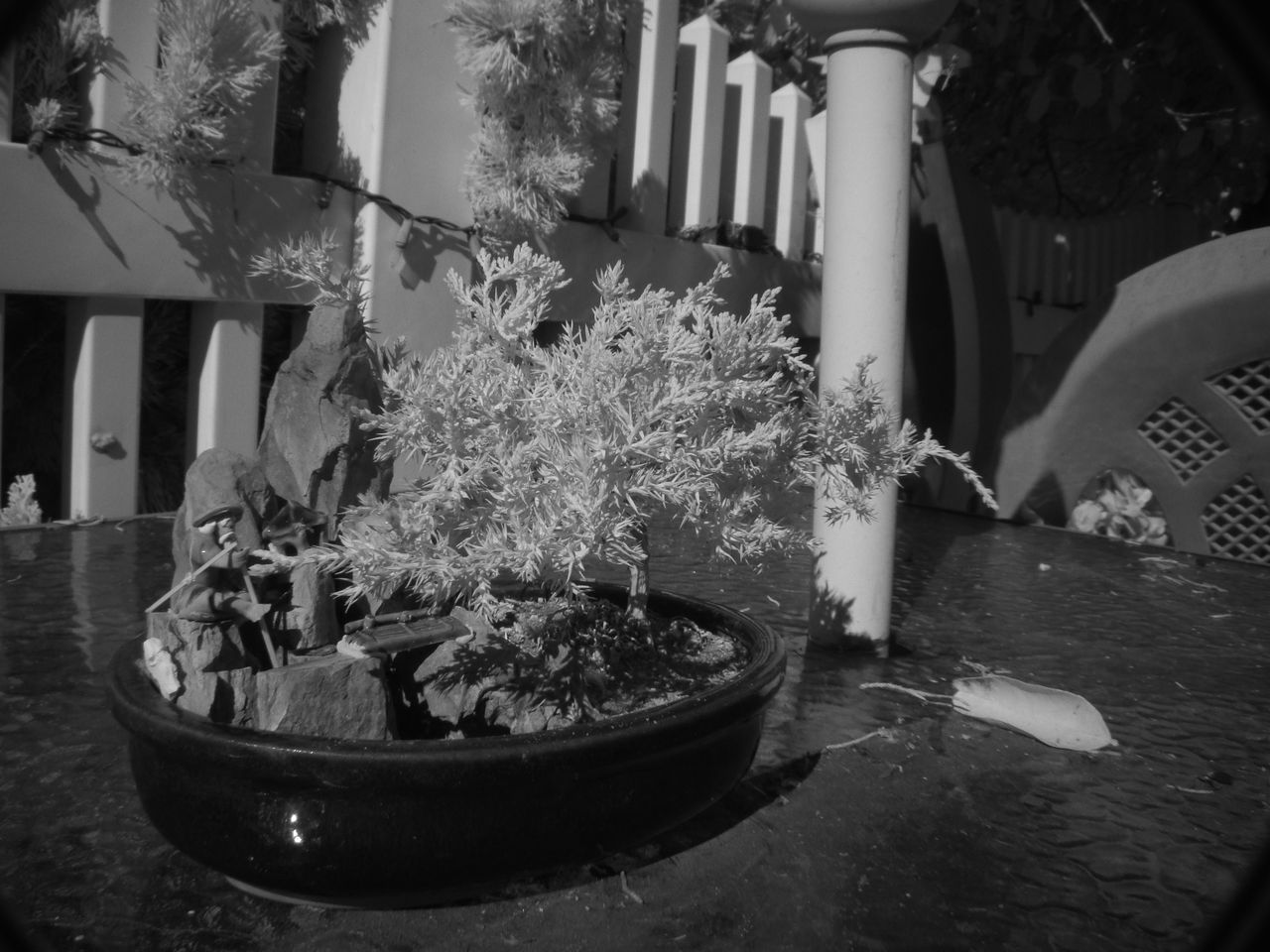 CLOSE-UP OF PLANTS BY BACK YARD