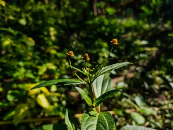 Acmella is a genus of plants in the aster family, asteraceae, described as a genus in 1807.