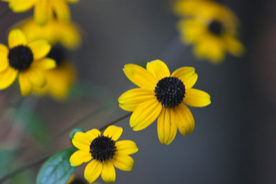 Close-up of yellow flowering plant