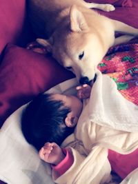 Cute puppy sleeping on bed at home