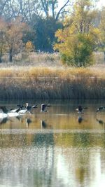 Reflection of trees in lake