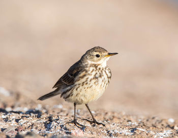 Close-up of bird perching outdoors