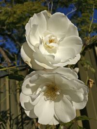 Close-up of white flower blooming outdoors