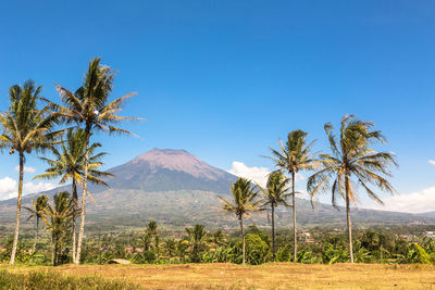 Palm trees on landscape against clear blue sky