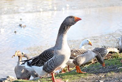 Mallard ducks at lakeshore