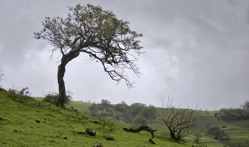 Tree on landscape against sky