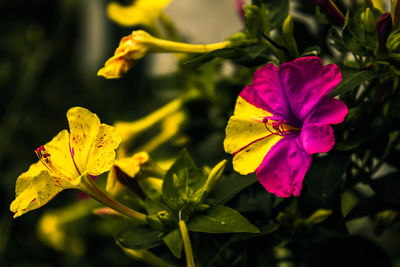 Close-up of yellow flowers