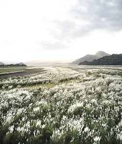 Scenic view of field against sky