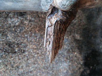Close-up of icicles on tree trunk