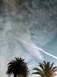 Low angle view of palm trees against sky