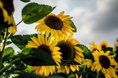 Variety of beautiful colourful fresh seasonal flowers in bloom like roses and sunflowers.