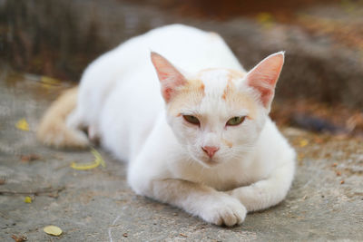 Portrait of cat resting on footpath