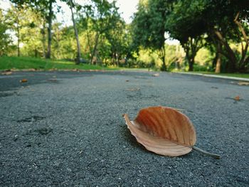 Close-up of food on road against trees