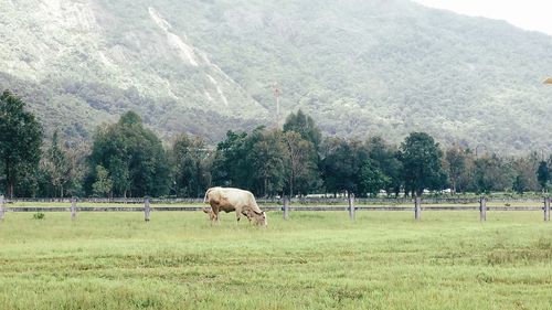 Horses grazing on grassy field