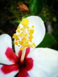 Close-up of white flower