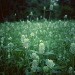 Close-up of white flowers blooming in field