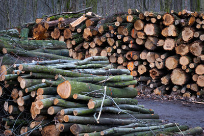 Stack of logs in forest