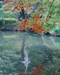 View of trees in water