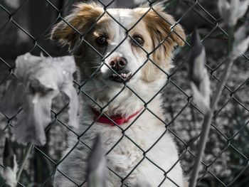 Portrait of puppy on chainlink fence