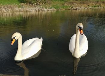 Swans swimming in lake