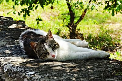 Portrait of cat relaxing on tree