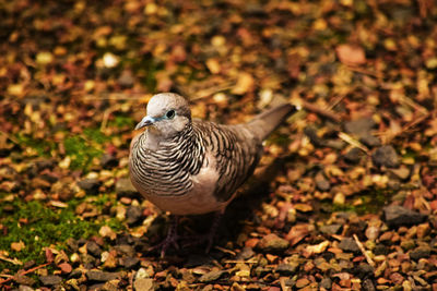 Close-up of a bird