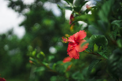 Red flowers like roses, flowers against the sun have many bubbles