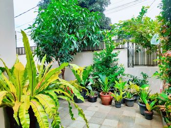 Plants growing in greenhouse