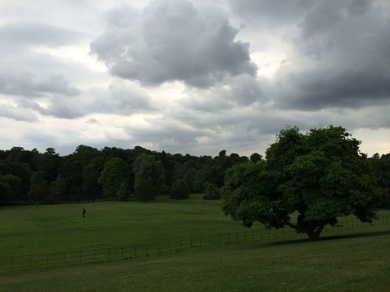tree, sky, grass, landscape, cloud - sky, tranquil scene, tranquility, field, cloudy, scenics, green color, beauty in nature, nature, grassy, cloud, growth, non-urban scene, idyllic, day, outdoors