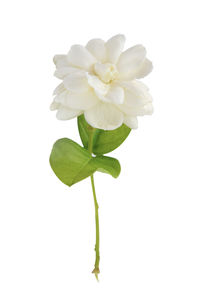 Close-up of flowering plant against white background