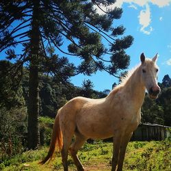 Two horses on landscape