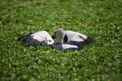Close-up of bird on grass