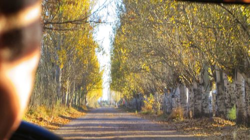 Road amidst trees in forest during autumn