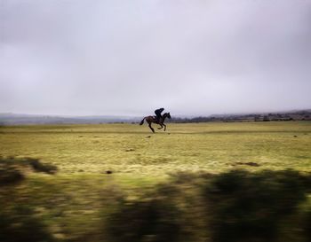 Riding passenger along the bodmin moor to see this fella keeping speed with the car.