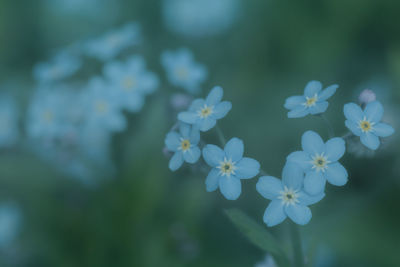 Close-up of flowers