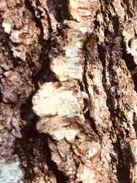 Close-up of tree trunk