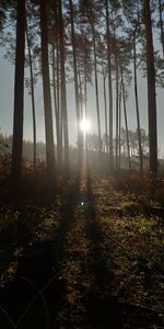 Sunlight streaming through trees in forest