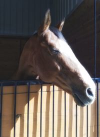 View of horse in stable