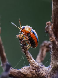 Close-up of insect on plant