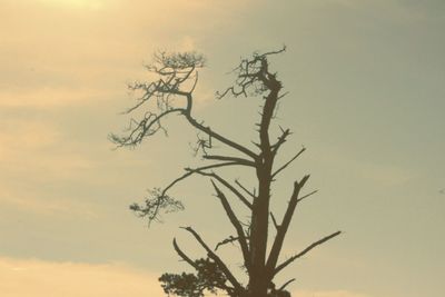 Low angle view of silhouette tree against sky