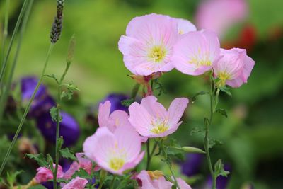 Close-up of pink flowering plants