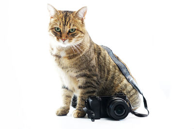 Portrait of cat sitting on white background