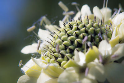 Close-up of white flowering plant