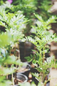 Close-up of fresh green plant